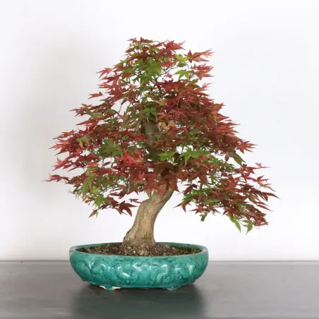 Bonsai Acer Deshojo AD-3-5