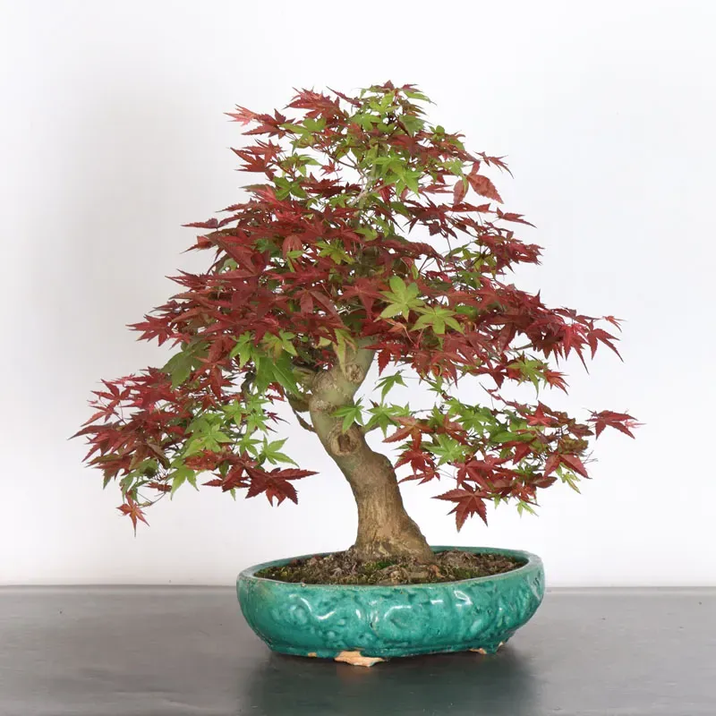 image supplémentaire - JAPANESE RED MAPLE "ACER...