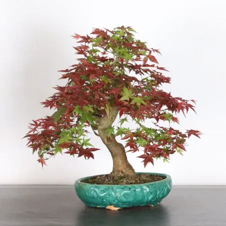 image supplémentaire - ÉRABLE ROUGE DU JAPON "ACER...