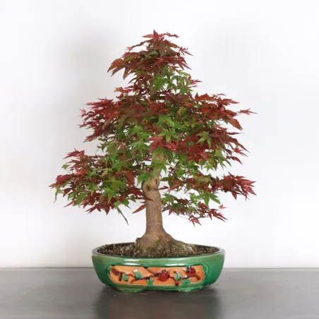 image supplémentaire - JAPANESE RED MAPLE "ACER...