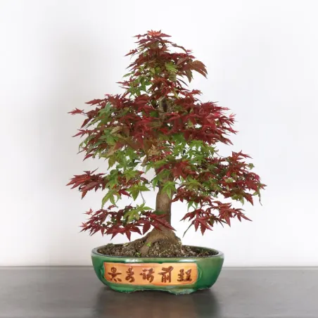 ÉRABLE ROUGE DU JAPON "ACER DESHOJO" 2-10