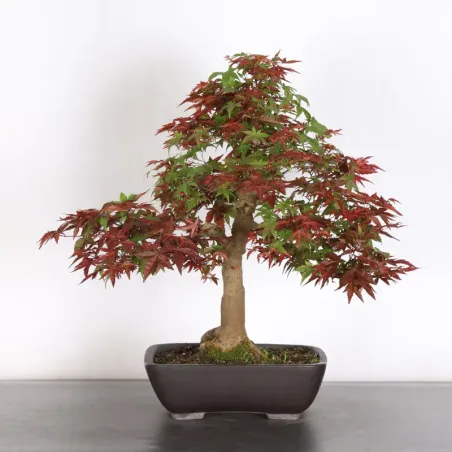 Palmatum Deshojo Maple Bonsai AD-3-2