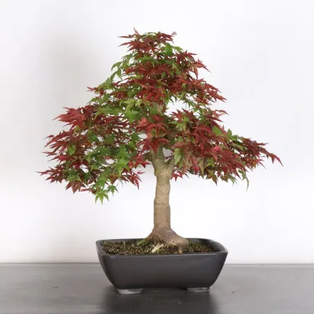 image supplémentaire - JAPANESE RED MAPLE "ACER...