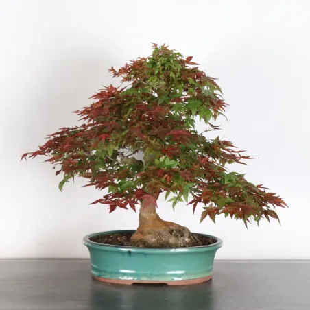 JAPANESE RED MAPLE "ACER DESHOJO" 2-17