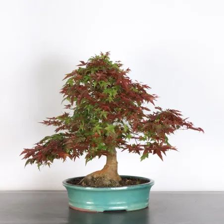 image supplémentaire - JAPANESE RED MAPLE "ACER...