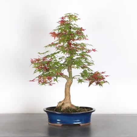 Bonsai Erable Palmatum Deshojo  AD-2-3