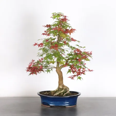 image supplémentaire - JAPANESE RED MAPLE "ACER...