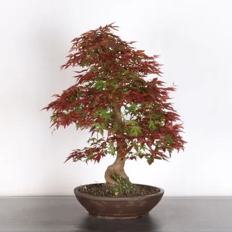 image supplémentaire - JAPANESE RED MAPLE "ACER...
