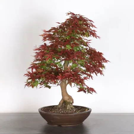 JAPANESE RED MAPLE "ACER DESHOJO" 2-18