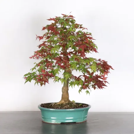 image supplémentaire - ÉRABLE ROUGE DU JAPON "ACER...