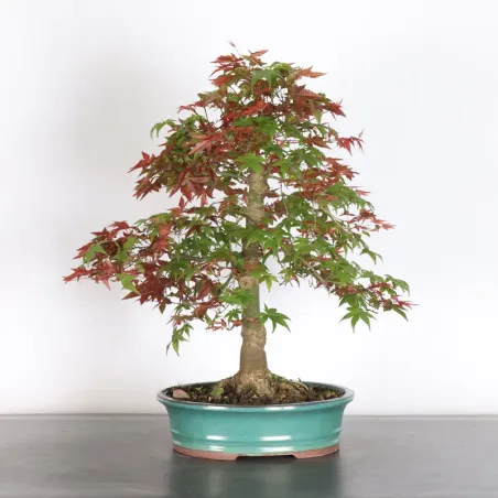 JAPANESE RED MAPLE "ACER DESHOJO" 2-14