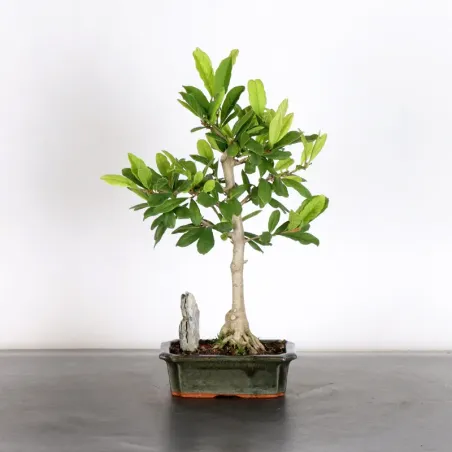 MAGNOLIA STELLATA 3-9
