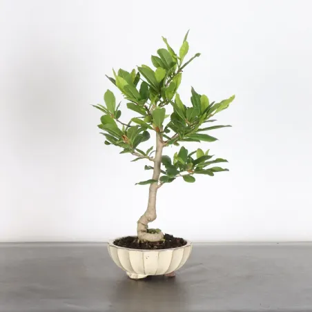 MAGNOLIA STELLATA MA 3-12