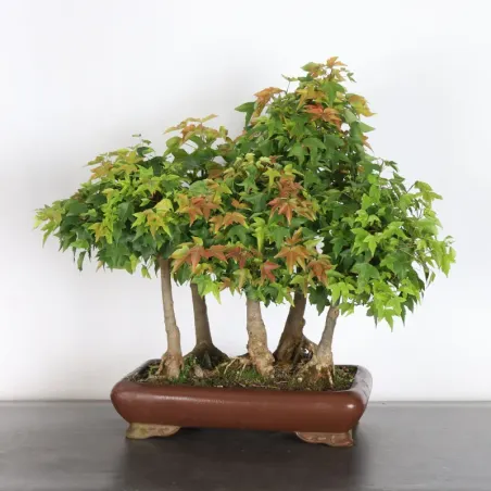 Bonsai Erable Burger Bosquet ABF-1-2