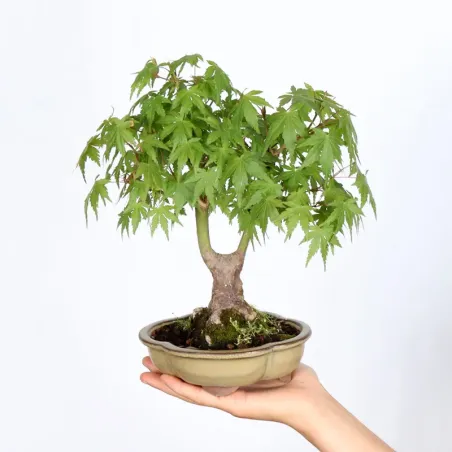 Bonsai Erable Palmatum Shohin APS-1-2