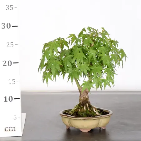 image supplémentaire - Japanese Maple "Acer...