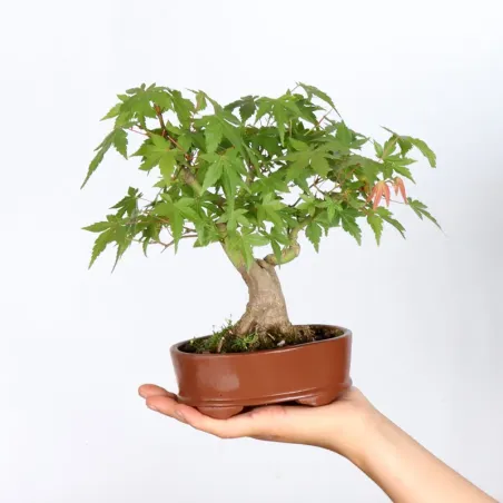 Maple Bonsai Palmatum APS-1-3
