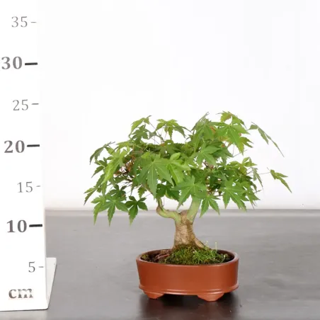 image supplémentaire - Japanese Maple "ACER...