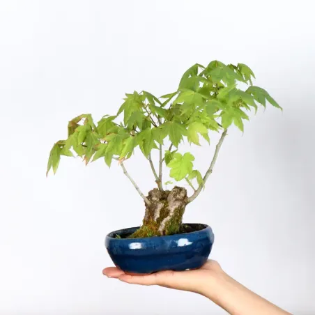 Bonsai Erable Palmatum Shohin APS-1-5