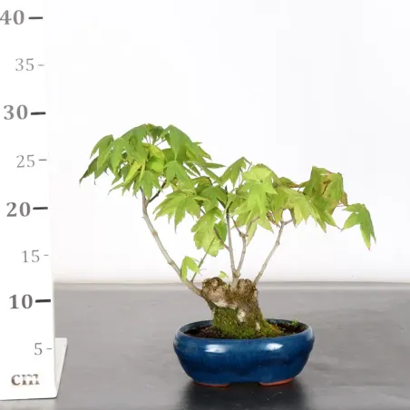 image supplémentaire - ÉRABLE DU JAPON "ACER...