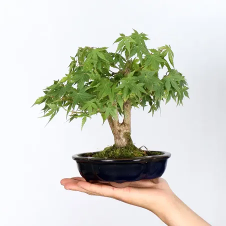 Bonsai Erable Palmatum Shohin APS-1-7