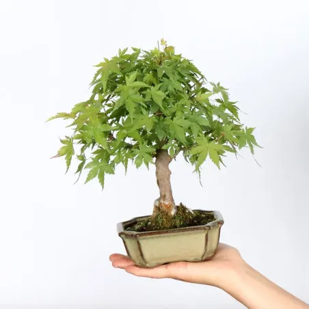 Bonsai Erable Palmatum APS-1-8