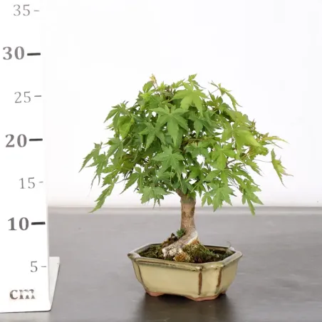 image supplémentaire - ÉRABLE DU JAPON "ACER...