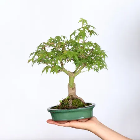 Bonsai Erable Palmatum Shohin APS-1-9
