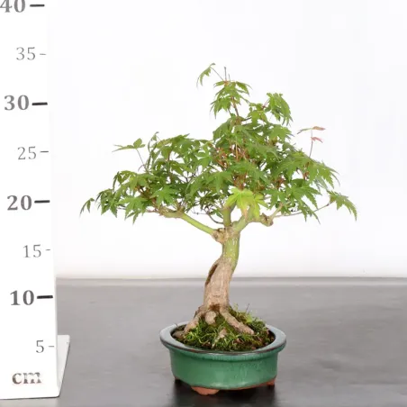 image supplémentaire - ÉRABLE DU JAPON "ACER...