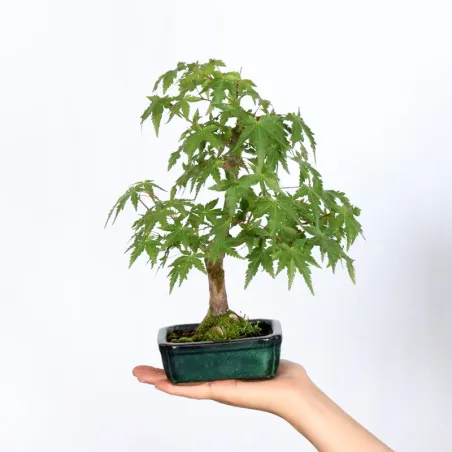 Japanese Maple "Acer palmatum Shohin" 1-11