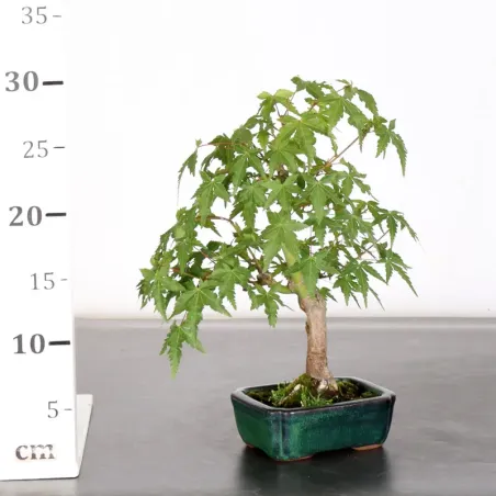 image supplémentaire - ÉRABLE DU JAPON "ACER...