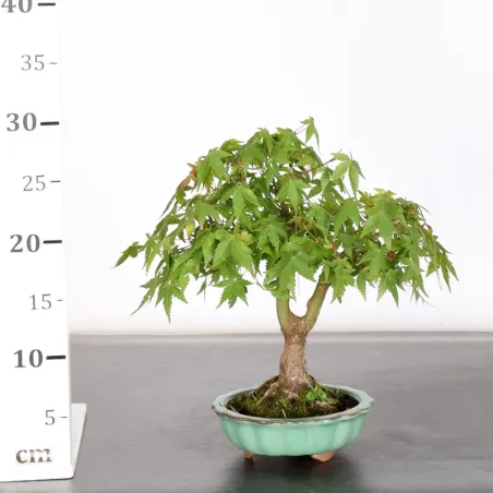 image supplémentaire - Japanese Maple "Acer...