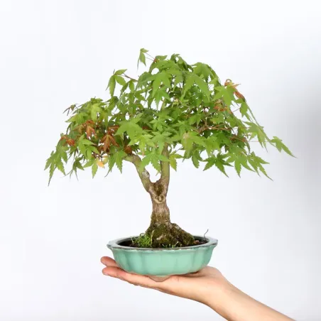 Bonsai Erable Palmatum APS-2-4