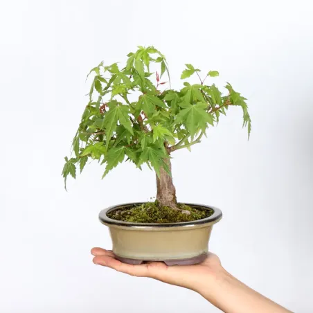 Bonsai Erable Palmatum APS-2-6