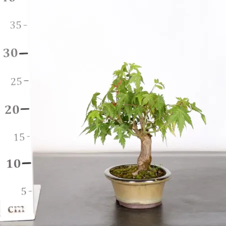 image supplémentaire - Érable du japon "ACER...