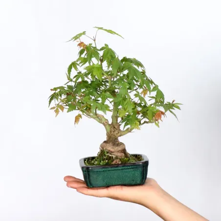 Palmatum Maple Bonsai APS-2-7