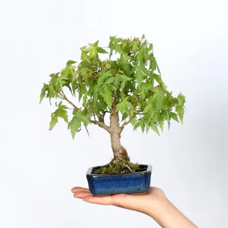 Bonsai Erable Palmatum APS-2-8