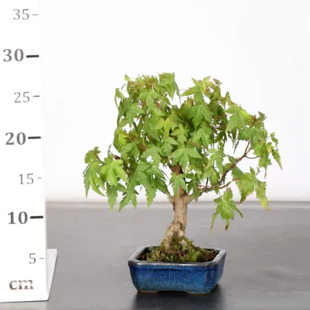 image supplémentaire - ÉRABLE DU JAPON "ACER...