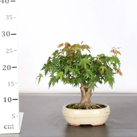 image supplémentaire - ÉRABLE DU JAPON "ACER...