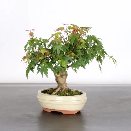 Bonsai Erable Palmatum APS-2-10