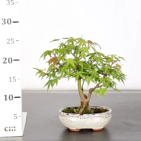 image supplémentaire - ÉRABLE DU JAPON "ACER...