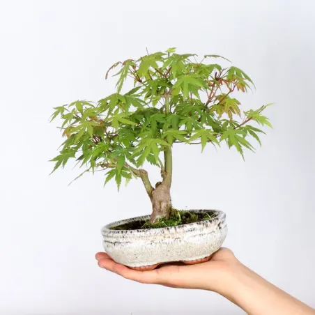 Japanese Maple "Acer palmatum Shohin" 2-16