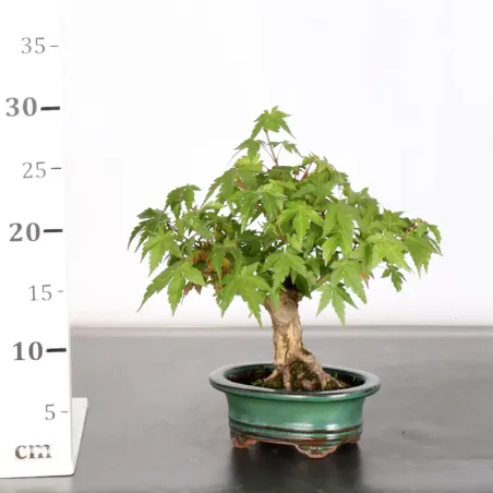 image supplémentaire - ÉRABLE DU JAPON "ACER...