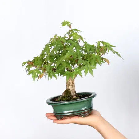 Bonsai Erable Palmatum Shohin APS-2-17