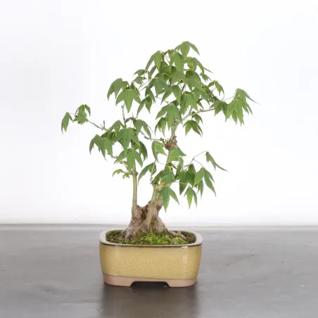Bonsai Erable Palmatum Shohin APS-2-20