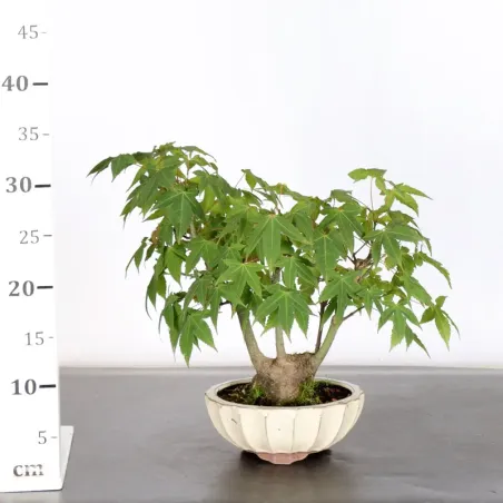 image supplémentaire - Japanese Maple "Acer...