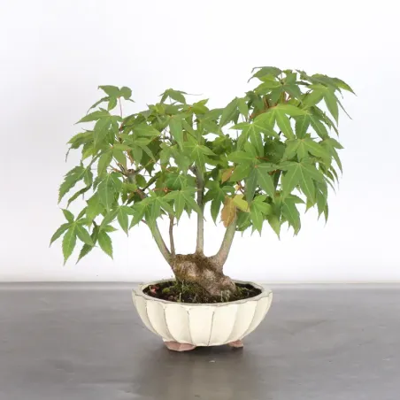Bonsai Erable Palmatum Shohin APS-2-21
