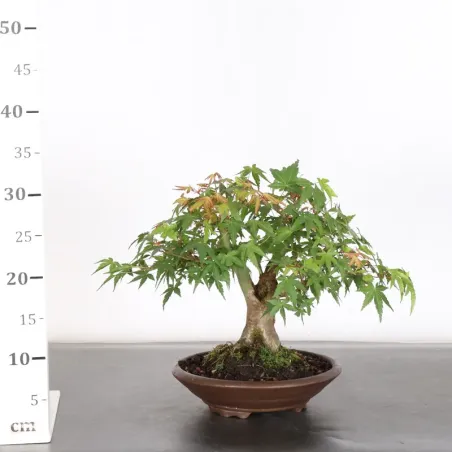 image supplémentaire - ÉRABLE DU JAPON "ACER...