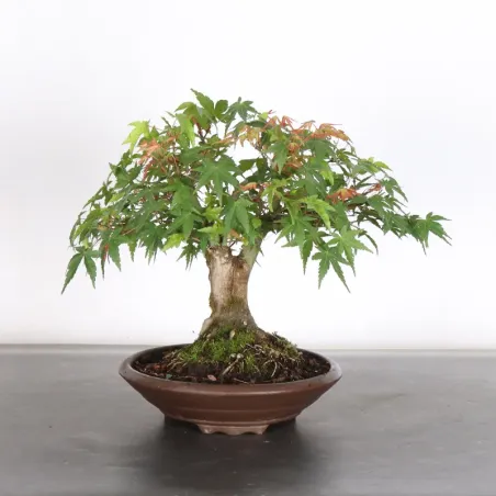 Bonsai Erable Palmatum Shohin APS-2-22