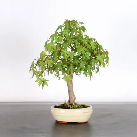 JAPANESE MAPLE "ACER PALMATUM" 1-2